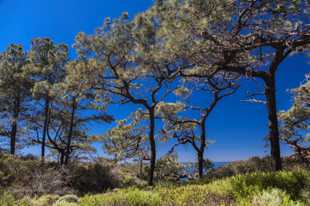 Torrey Pines-9934.jpg